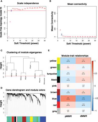 ASCL2 Affects the Efficacy of Immunotherapy in Colon Adenocarcinoma Based on Single-Cell RNA Sequencing Analysis